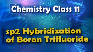 sp2 Hybridization of Boron Trifluoride  Nature of Chemical Bond  Chemistry Class 11 [upl. by Fredel]