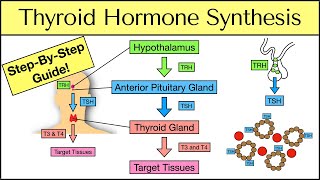 Thyroid Hormone Synthesis StepByStep Pathway Physiology Explained [upl. by Wun]