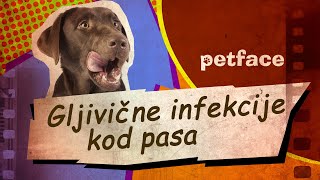 GLJIVIČNE INFEKCIJE KOD PASA [upl. by Colwen455]