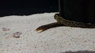 Freshwater Spotted Leopard Moray Eel Gymnothorax Polyuranodon 2030cm Feeding  Topstingraysukcom [upl. by Vite]