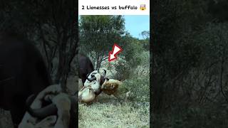 Two Lionesses vs one buffalo struggling shorts [upl. by Maurili]