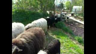 Walliser Schwarznasen Muttertiere mit LämmernValais Blacknose Sheep ewes and lambs [upl. by Enilaf]