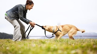 Get Instant Control Over Your Dog with This Easy Leash Technique [upl. by Nowell228]