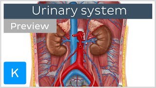 Urinary system organs and functions preview  Human Anatomy  Kenhub [upl. by Ataynik]