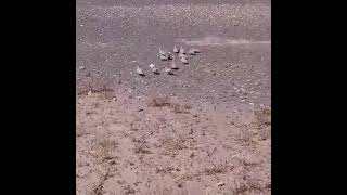 slingshot hunting sandgrouse shorts youtubeshorts viral viralvideo sandgrousehunting birds [upl. by Lezti567]