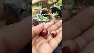 Jaboticaba Escalate Brazilian Tree Grapes fruit garden jaboticaba fruitharvesting [upl. by Skinner623]