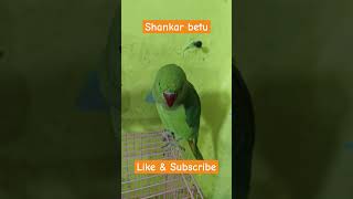 Shankar betu parrot shorts parrottalking parrotlover [upl. by Hgielrebma942]