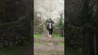 Clydesdale Horse 🐴🐎 horse animals horselover ytshorts youtubeshorts shorts viralvideo [upl. by Tadd568]