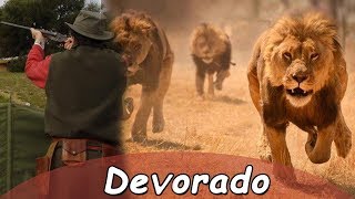 Cazador es devorado por leones  Historias felinas  40 [upl. by Oakie834]