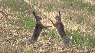 boxing hares in slow motion  boxende Hasen Leporidae [upl. by Leonsis]