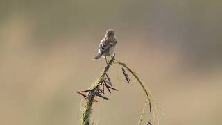 Amur Stonechat 東亞石䳭 [upl. by Halludba]