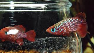 Nothobranchius cardinalisthe red Killifish [upl. by Hcirdla]