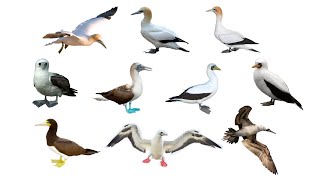 10 Species of Sulid Birds  Sulids  Gannets Bobby Birds  Sulidae Family [upl. by Stulin895]