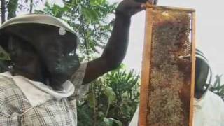 Apiculture en Haïti  Siwo lavi extrait [upl. by Ja]