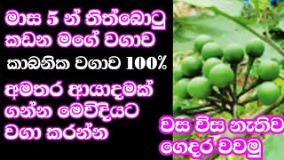 ගස් 10 පොඩි ඉඩයි  වගාවන් 2 යි  පුවක් අතු යොදා වගාකරමු 100 [upl. by Dirgni]