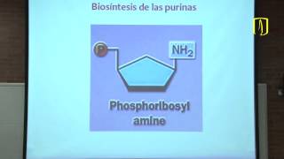 Productos especializados de los aminoácidos y purinas Bioquímica médica [upl. by Eledoya]