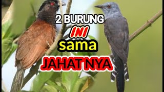 Burung Kedasih Dan Burung Bubut Si JAHAT dan Si PREDATOR [upl. by Aun]