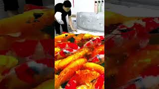 Magical bed sheet with koi fish good luck koi fish pond mobile phone special effects video ed [upl. by Amlev]