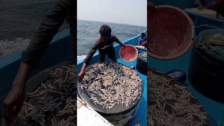 Expensive Fresh Dry Anchovy Fish Making Process fishing fishingvideos seafishing [upl. by Ecinnaj407]