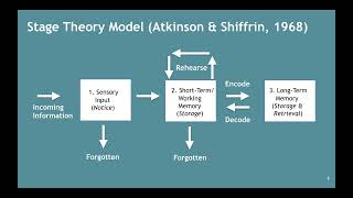 Memory–Atkinson amp Shiffrins Stage Theory Model 252 [upl. by Lynett561]