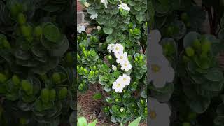 Beautiful Diamond Spire gardenias in full bloom flowers gardening gardenia diamondspire [upl. by Aiynot]