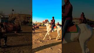 Dhruvi Horse 🐎 Riding  horse horses ghoda horseriding horselover ytvideo shortsfeed dhruhi [upl. by Mendelsohn]