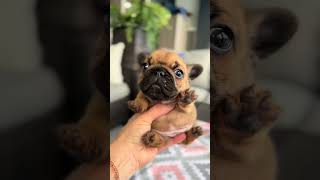 Im just a baby doglover frenchie frenchielover frenchies viral viralvideo frenchbulldog [upl. by Anaynek350]