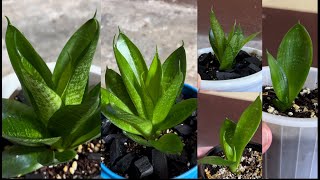 All The Hahnii Snake Plants of Our Little Garden [upl. by Ylrebmek]