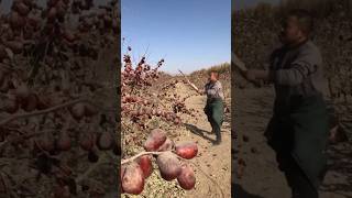 Interesting Way to Harvest Red Dates Quickly satisfying HappyFarm85 [upl. by Pomeroy74]