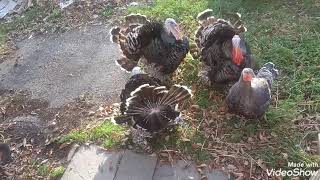 The Bronze Turkeys are 5 Months Old How They Doing [upl. by Poll]