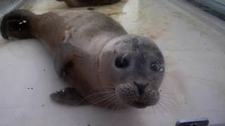 Baby seals inundate Dutch rehabilitation centre [upl. by Enihpets315]