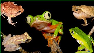 2 Frogs vocalizing compilation The last one is gorgeous frogsounds [upl. by Graehme]