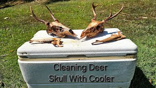 Cleaning deer skulls with a COOLER Set It And Forget It [upl. by Queston125]