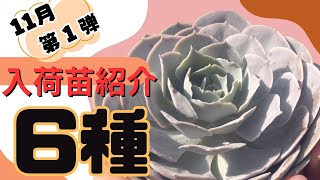 6種【入荷苗紹介】11月第1弾 succulent 多肉生産者  多肉植物 今日の多肉事 [upl. by Macnair]