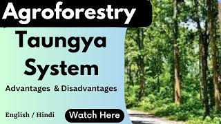 Taungya system  agroforestry scoringscience4120 [upl. by Furiya]