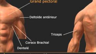 Exercice des écartés couchés haltères  Isolation pectoraux  Chest dumbell training  Lying Fly [upl. by Holds]