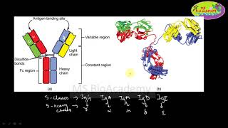 ISOTYPE IDIOTYPE AND ALLOTYPE Antibodies Immunology Meaning and Understanding [upl. by Brok]