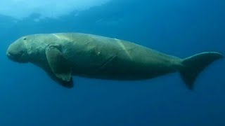 Dugong diving Egypt Marsa Alam Red sea [upl. by Aharon]