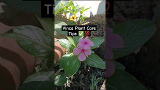 Vinca Plant Care Tips ✅shortvideo vuralvideo [upl. by Nedi]