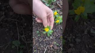 Winter Aconite eranthis hyemalis gardening winterfloweringplants permaculture gardendesign [upl. by Freeman718]