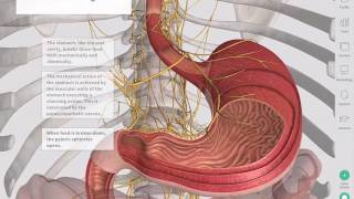 The GastroIntestinal Tract  Complete Anatomy [upl. by Eirelam46]