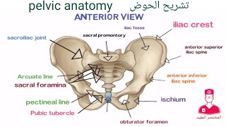 الحوض  Pelvis [upl. by Llehcal743]