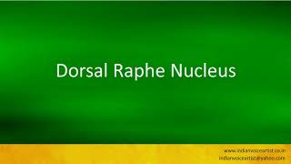 Pronunciation of the words quotDorsal Raphe Nucleusquot [upl. by Adiaroz]