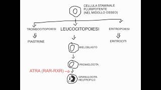 CORSO DI BIOLOGIA CELLULARE 1  LEZIONE 20 DI 23  RECETTORI INTRACELLULARI  PARTE 3 [upl. by Siletotsira]