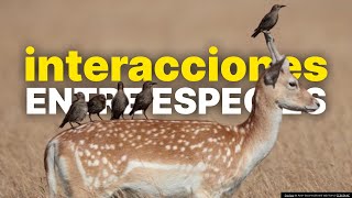 ¿QUÉ SON LAS INTERACCIONES ENTRE ESPECIES [upl. by Castra541]