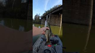 joshjonesfishing1847 TIN BOAT MAFIA TOPWATER FISHING SCHOOLING FISHfishingfypshortsfunyt [upl. by Curren]