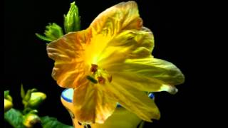 Salpiglossis sinuata Painted tongue blooming [upl. by Shanon588]