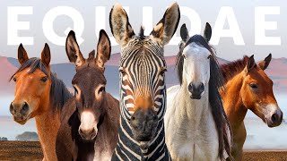 All 9 Equid Species amp 9 Beautiful quotWildquot Horses [upl. by Noryd]