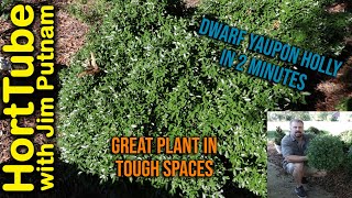 Dwarf Yaupon Holly in 2 Minutes  Best Plant For Tough Conditions [upl. by Ferd]