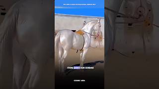 Akhal Teke Horse 😨 sciencefacts facts shorts [upl. by Kcirdnekal]